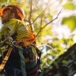 Collaborating With Arborists for Sustainable Tree Management